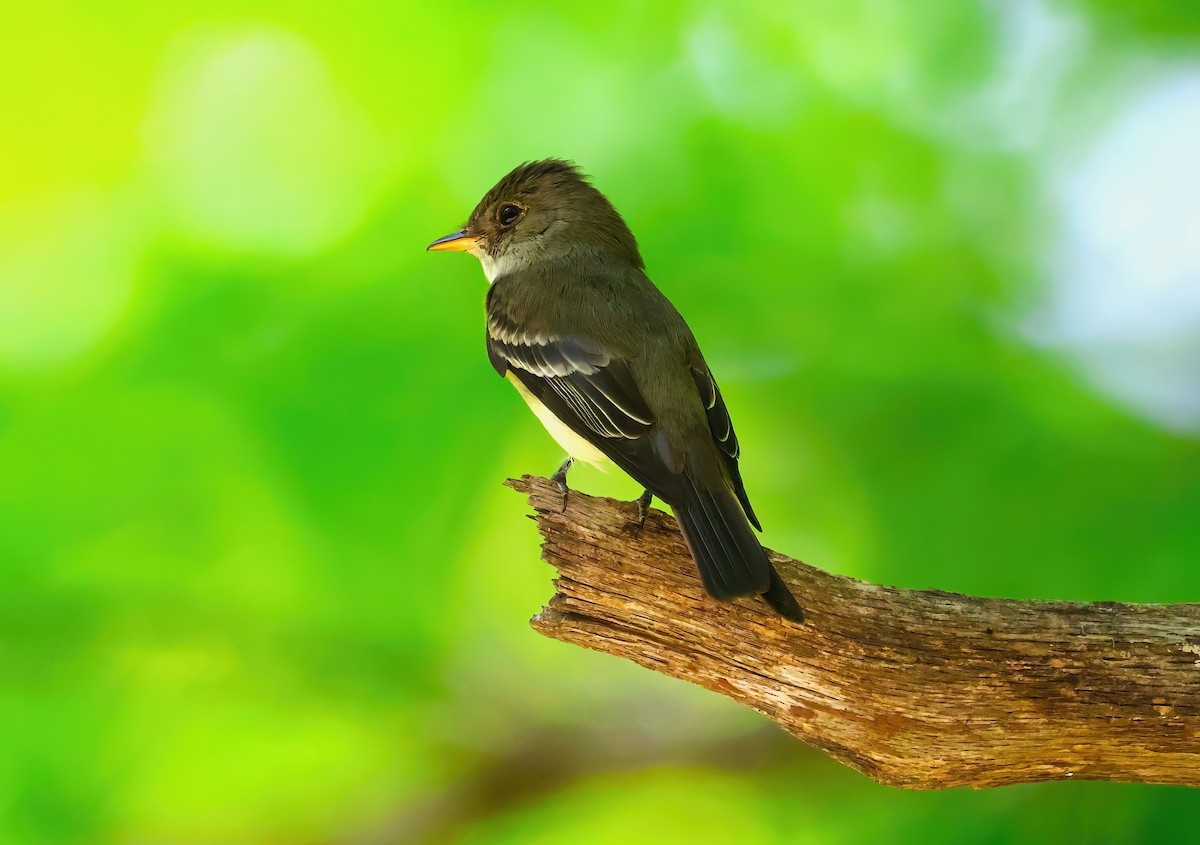 Eastern Wood-Pewee - ML620156841
