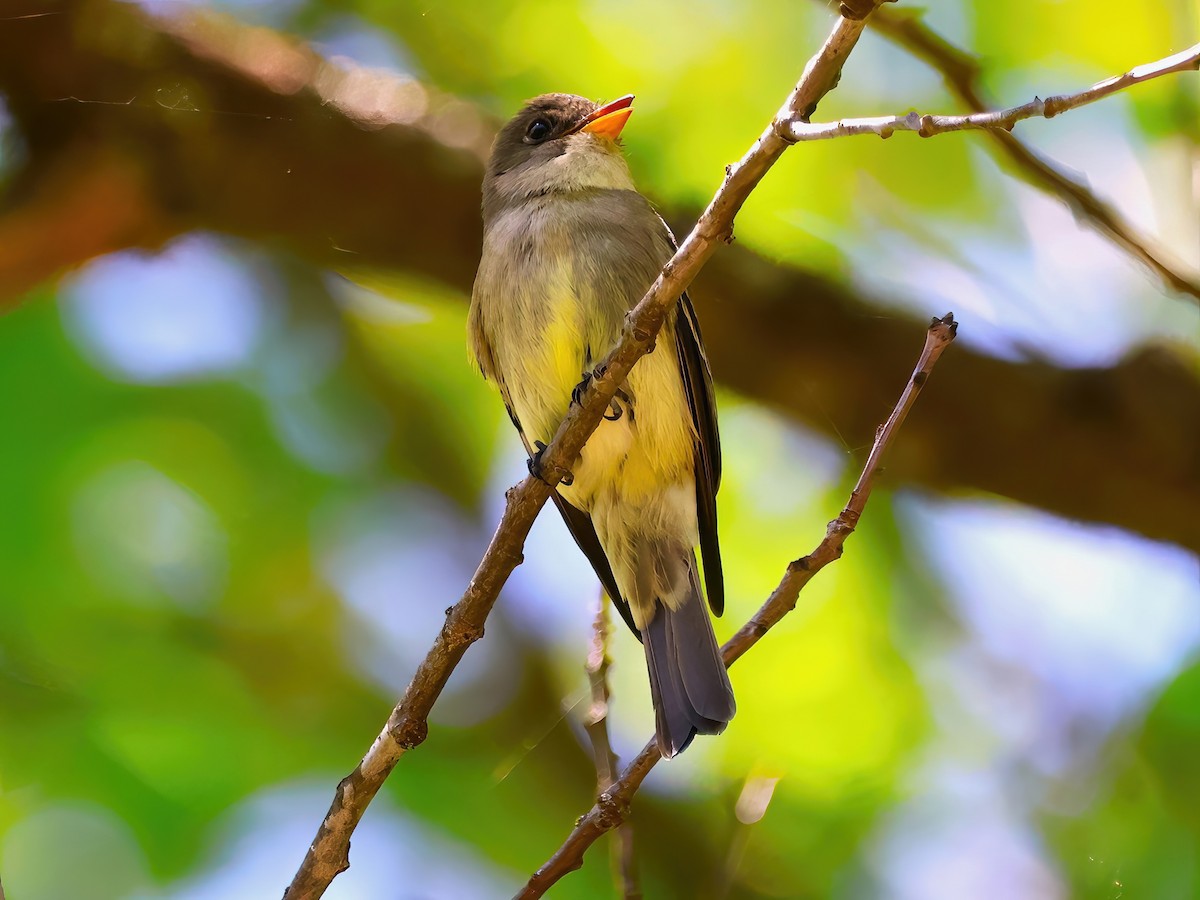 Eastern Wood-Pewee - ML620156842