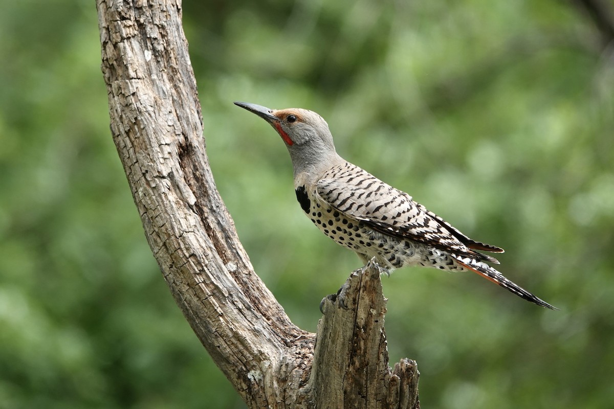 Northern Flicker (Red-shafted) - ML620156848