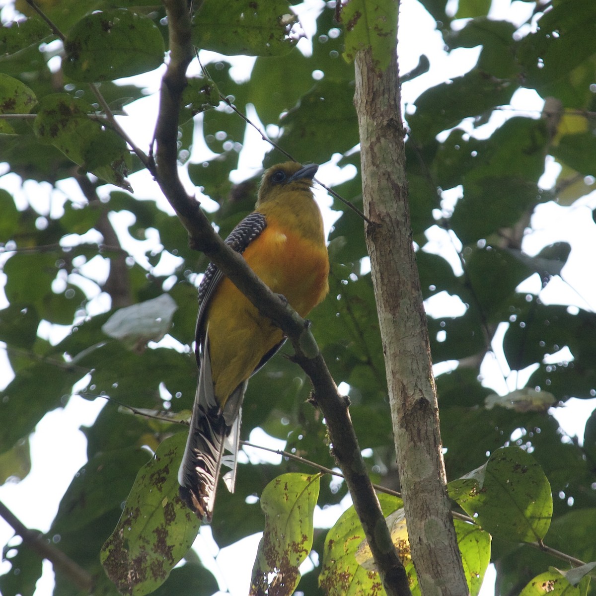 trogon oranžovoprsý - ML620156849