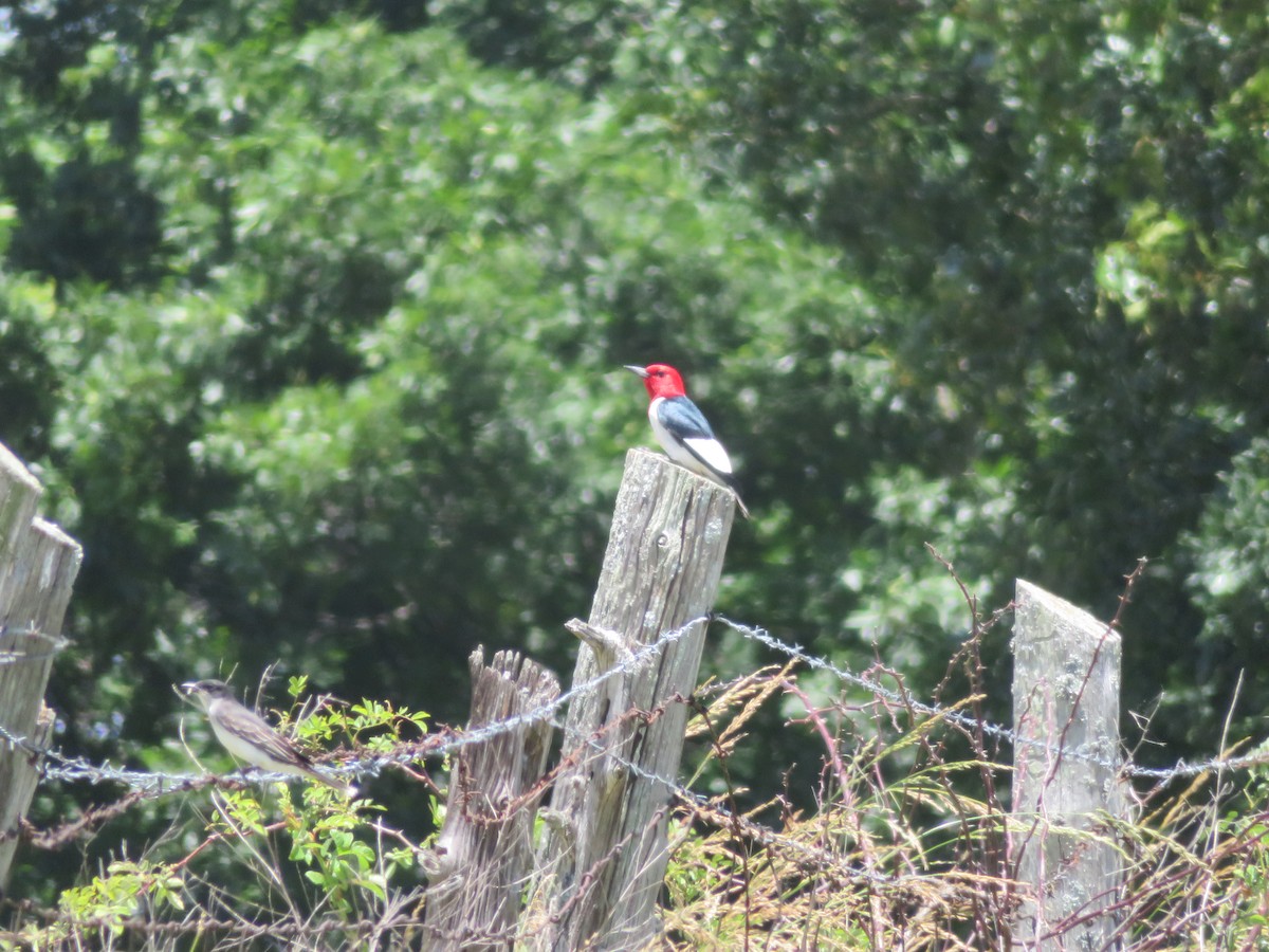 Red-headed Woodpecker - ML620156851