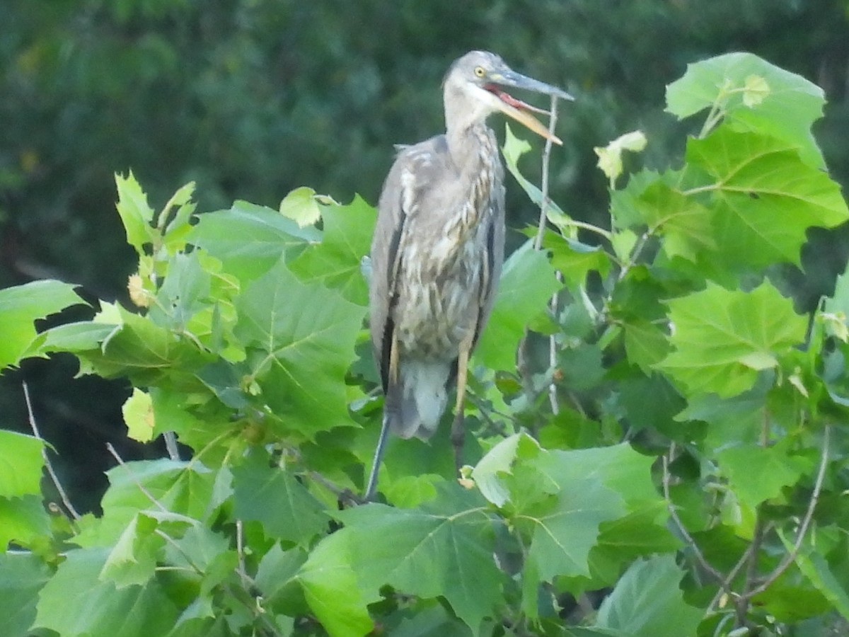 Great Blue Heron - ML620156852