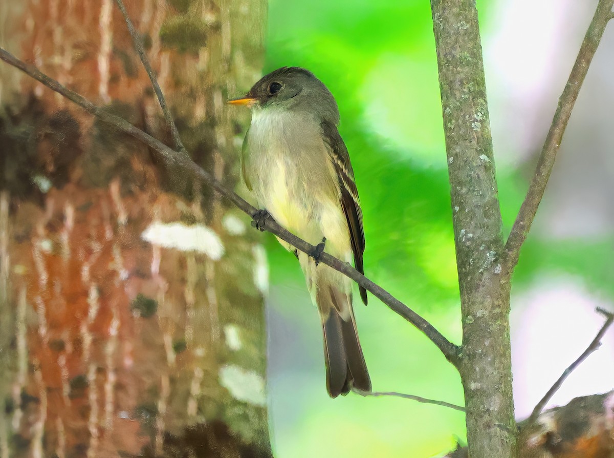 Least Flycatcher - ML620156870