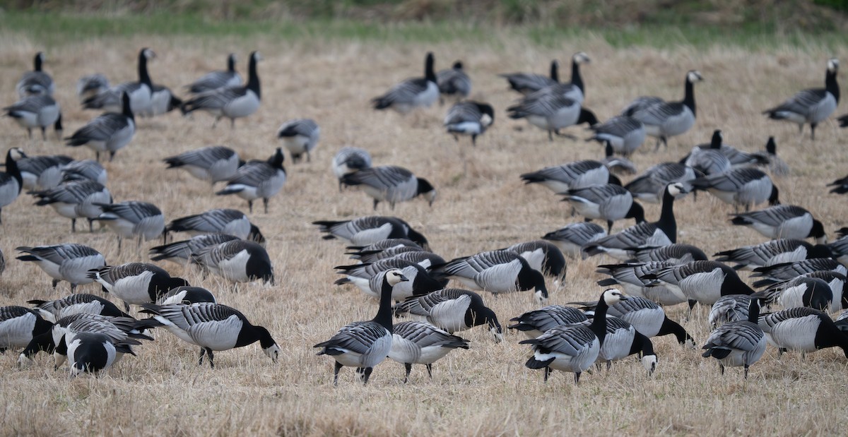 Barnacle Goose - ML620156875