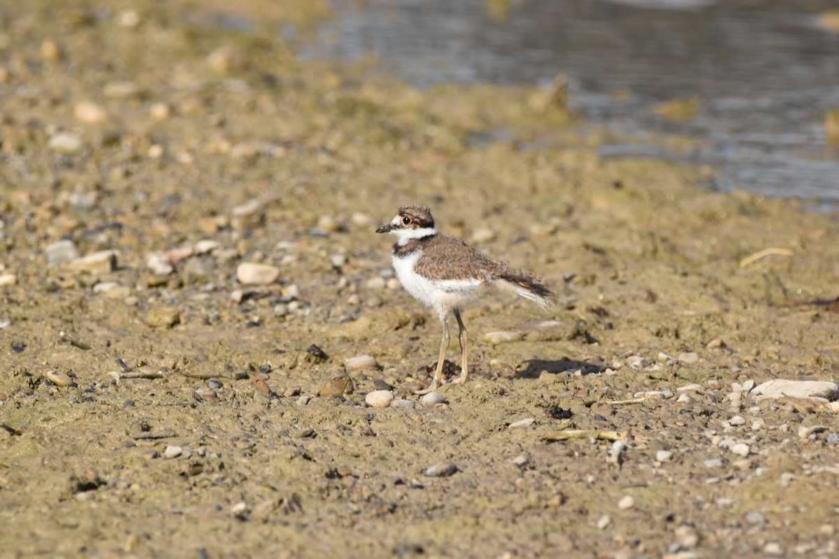 Killdeer - ML620156883