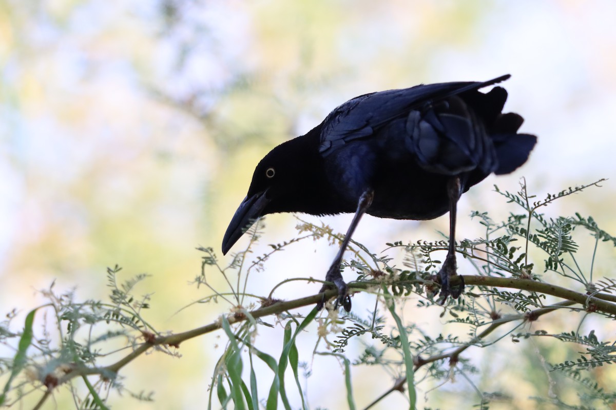 Great-tailed Grackle - ML620156884