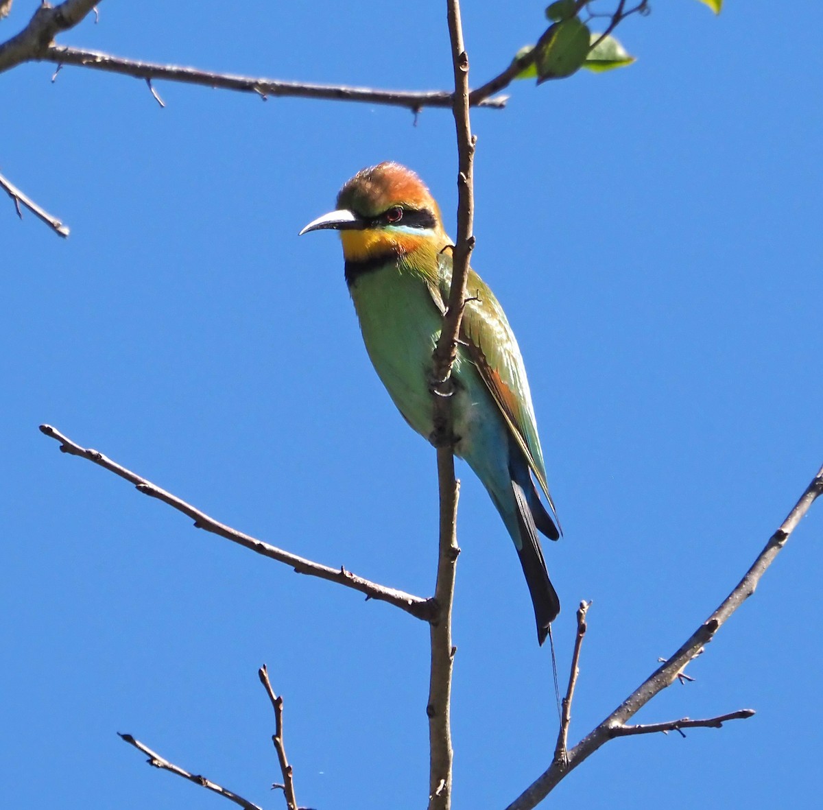 Rainbow Bee-eater - ML620156887