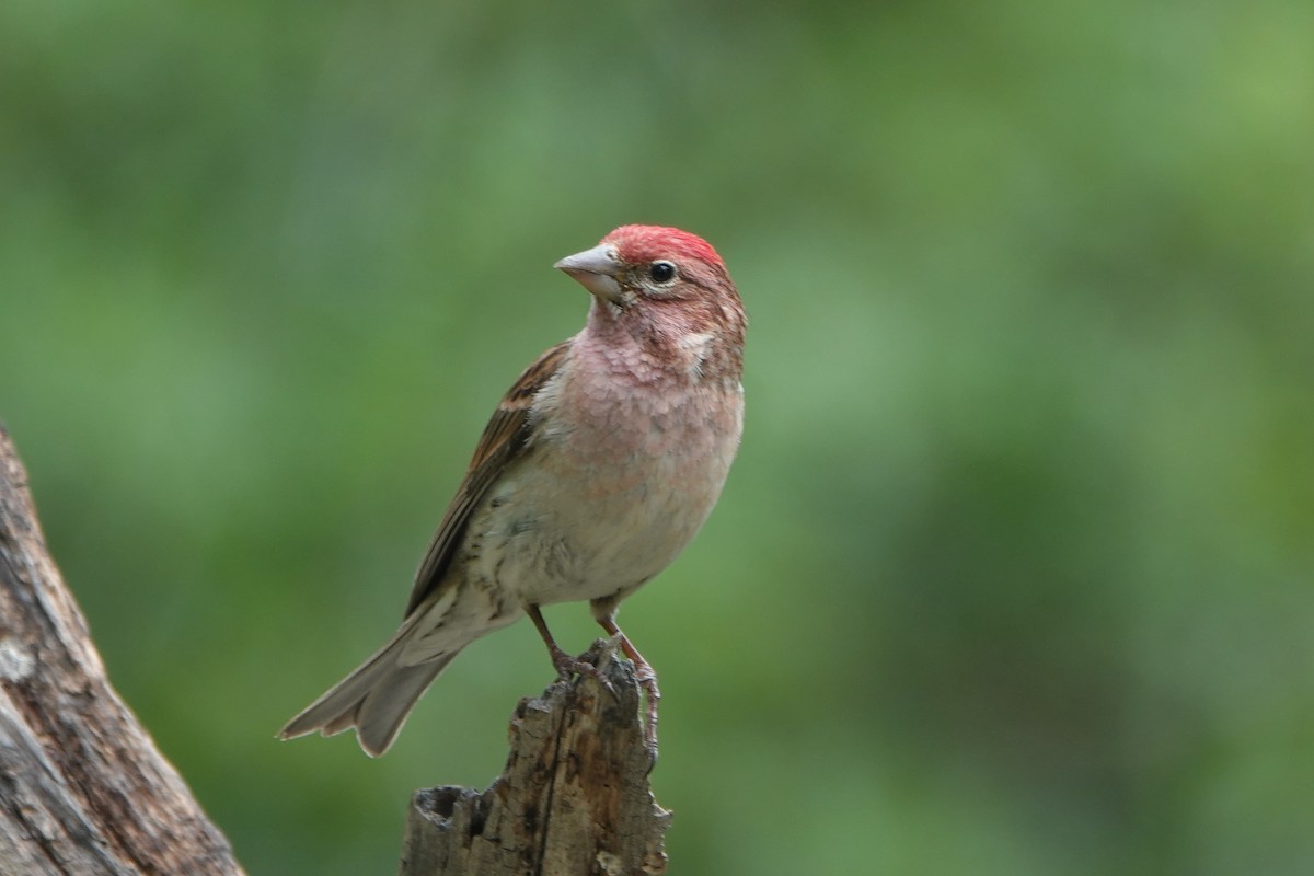 Cassin's Sparrow - ML620156889