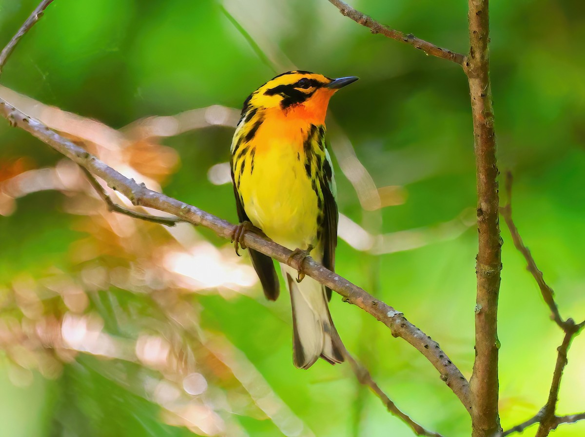 Blackburnian Warbler - ML620156898