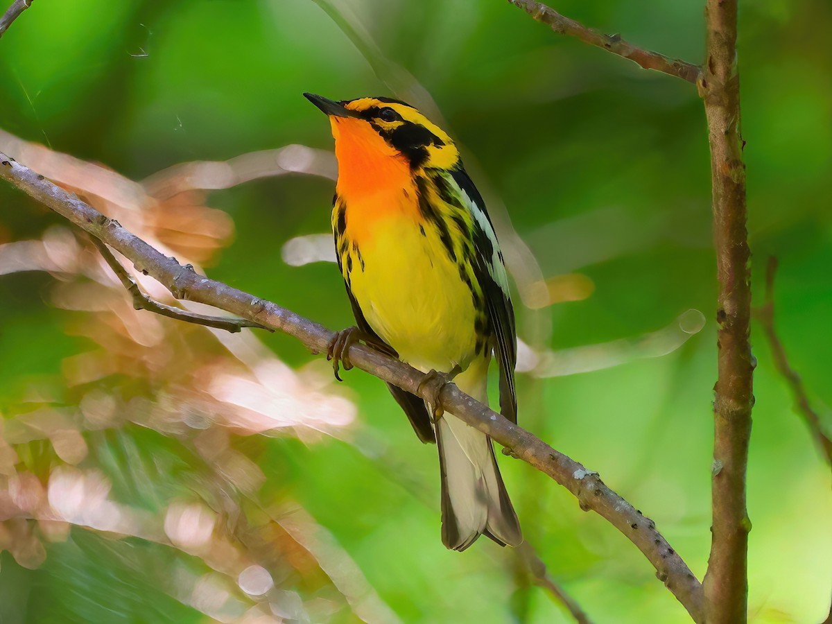 Blackburnian Warbler - ML620156899