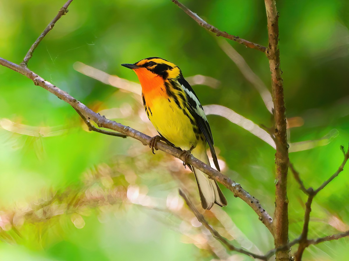 Blackburnian Warbler - ML620156900