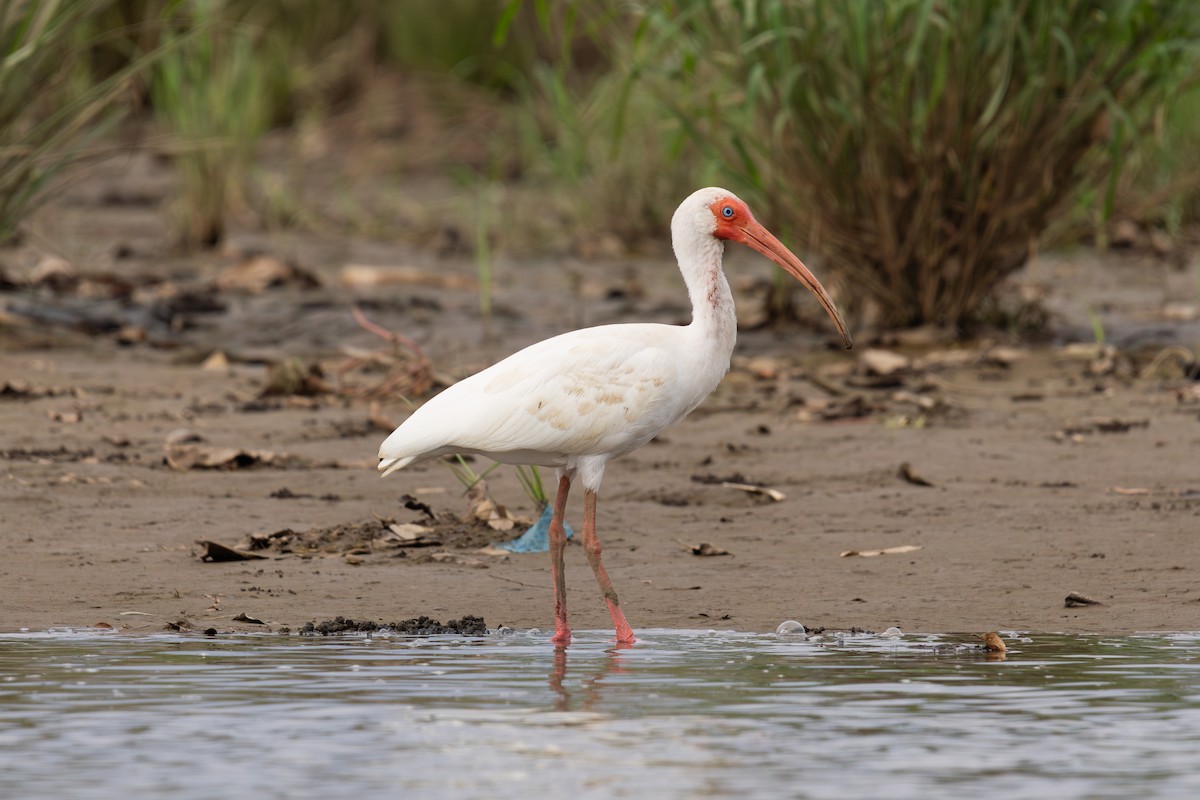 Ibis blanc - ML620156906