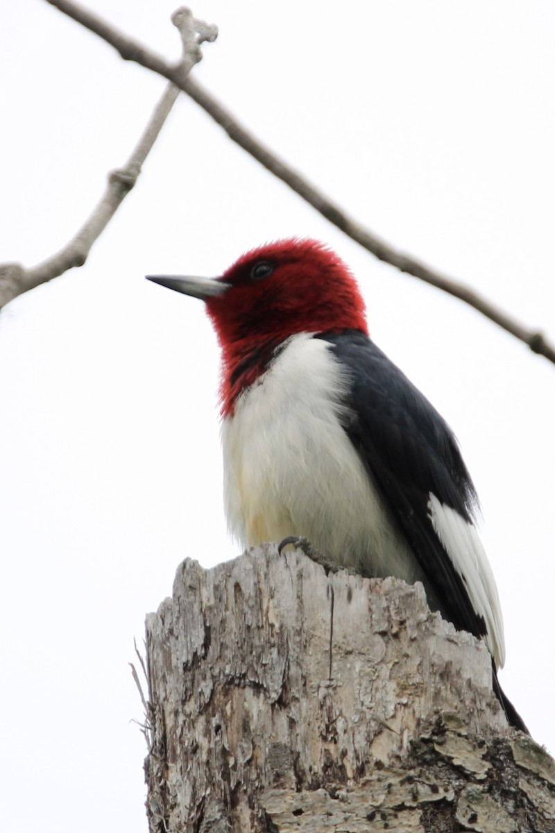 Red-headed Woodpecker - ML620156914
