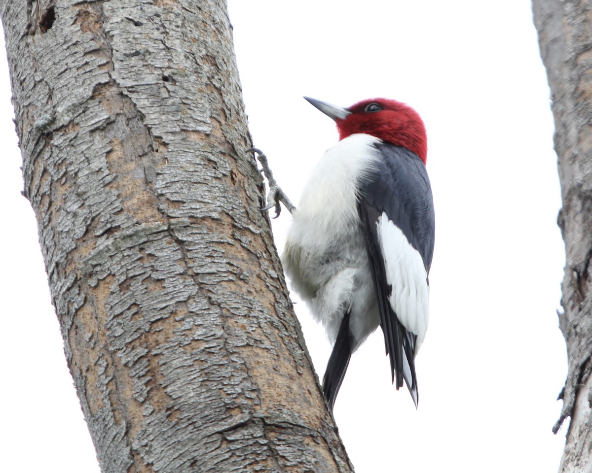 Red-headed Woodpecker - ML620156915