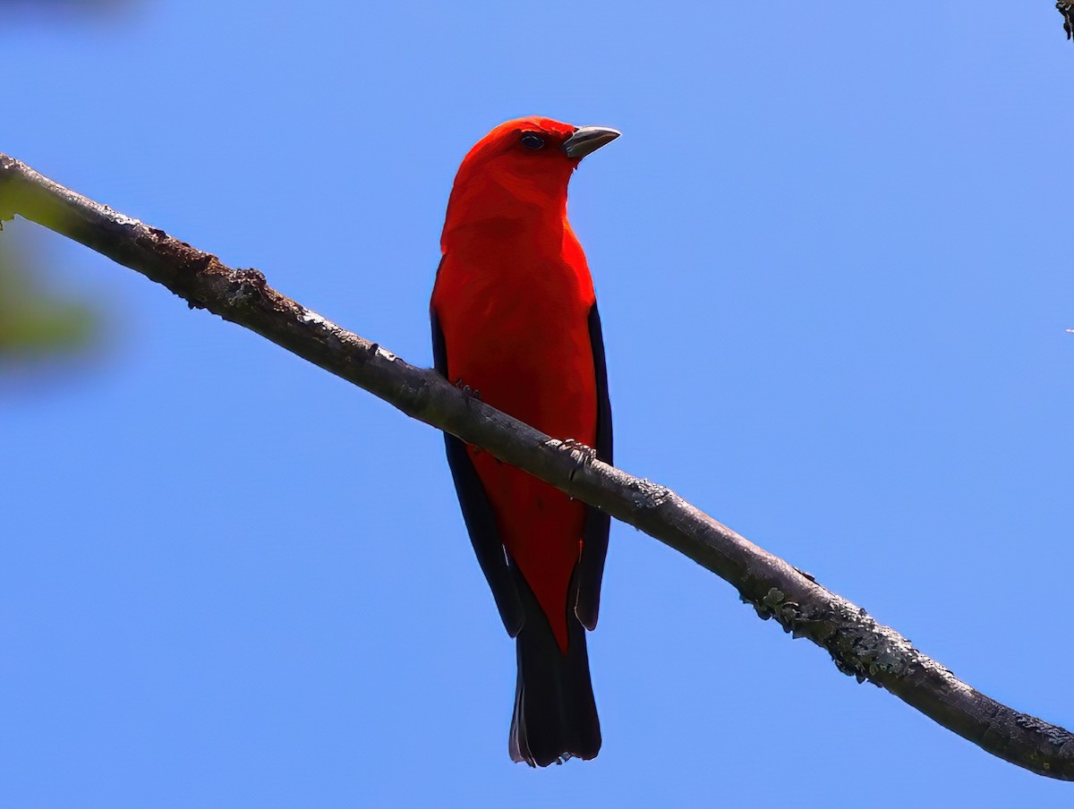 Scarlet Tanager - ML620156922