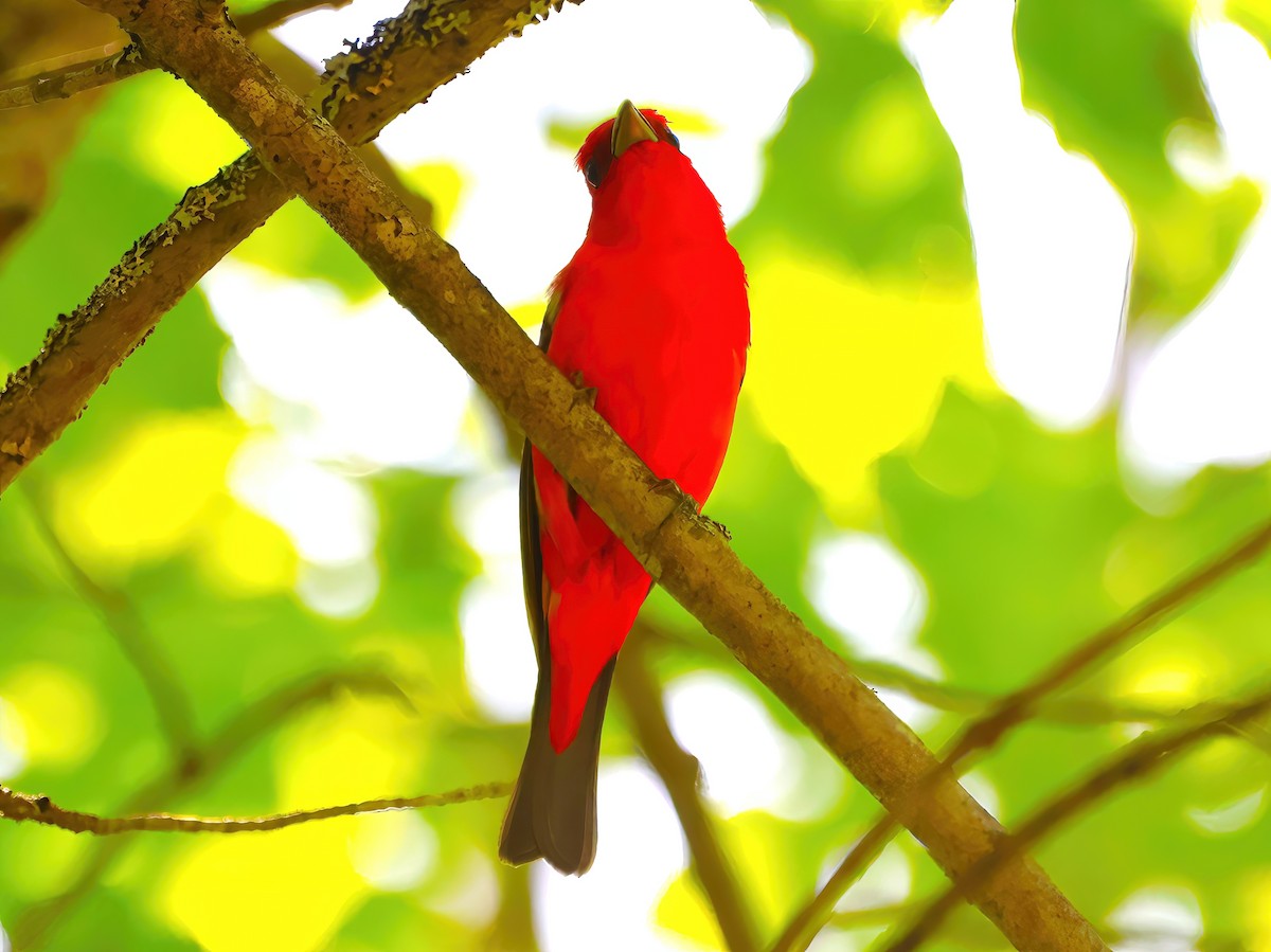 Scarlet Tanager - ML620156924