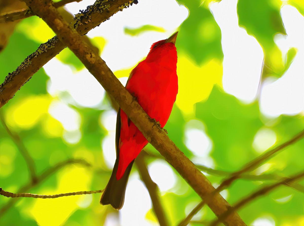 Scarlet Tanager - ML620156925