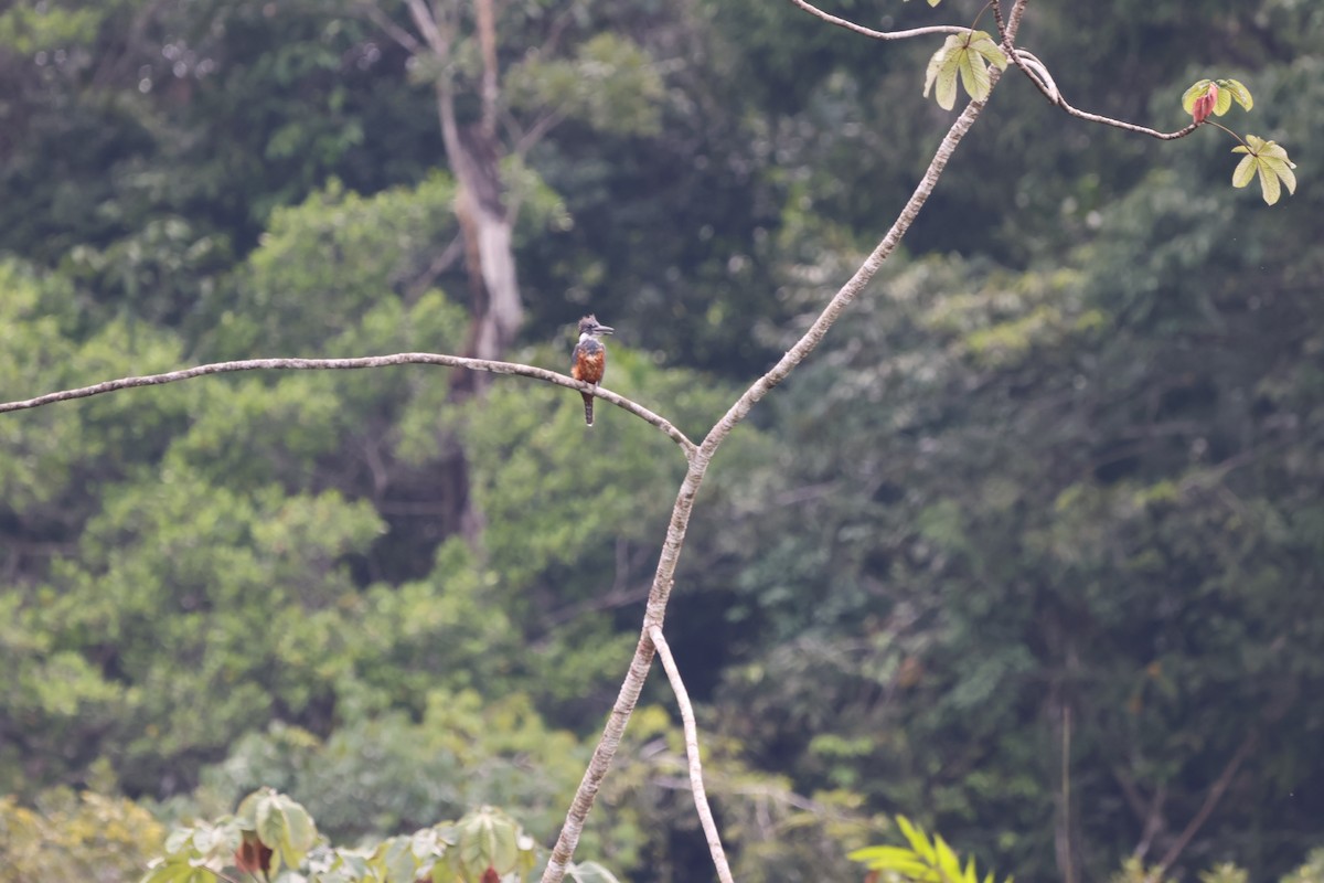 Красногрудый зимородок - ML620156927