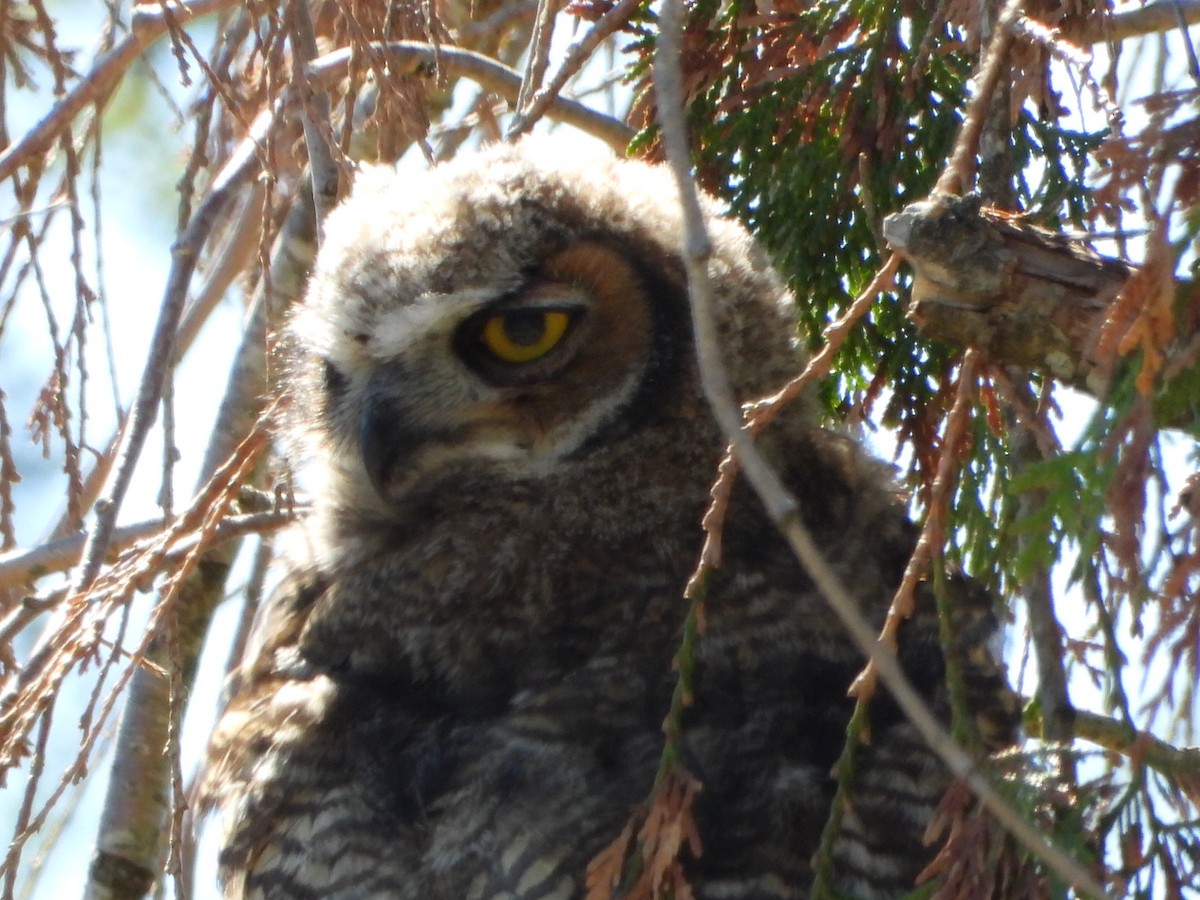 Great Horned Owl - ML620156932