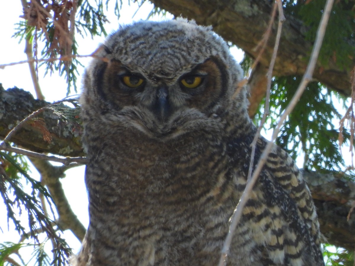 Great Horned Owl - ML620156933