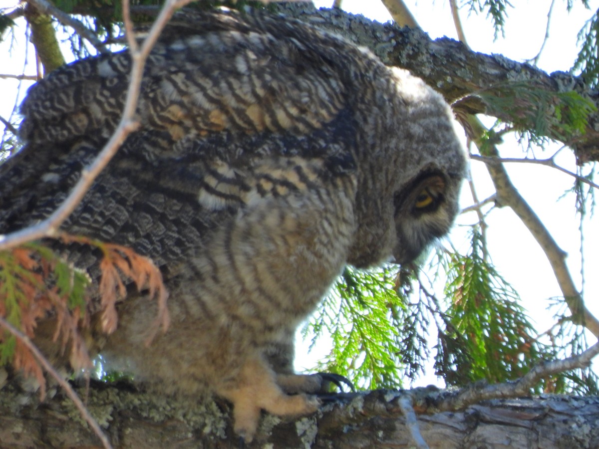 Great Horned Owl - ML620156934