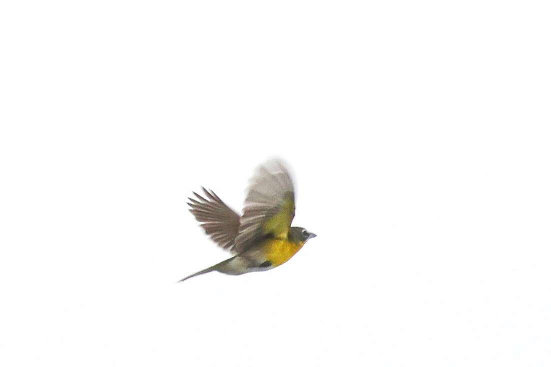 Yellow-breasted Chat - ML620156939