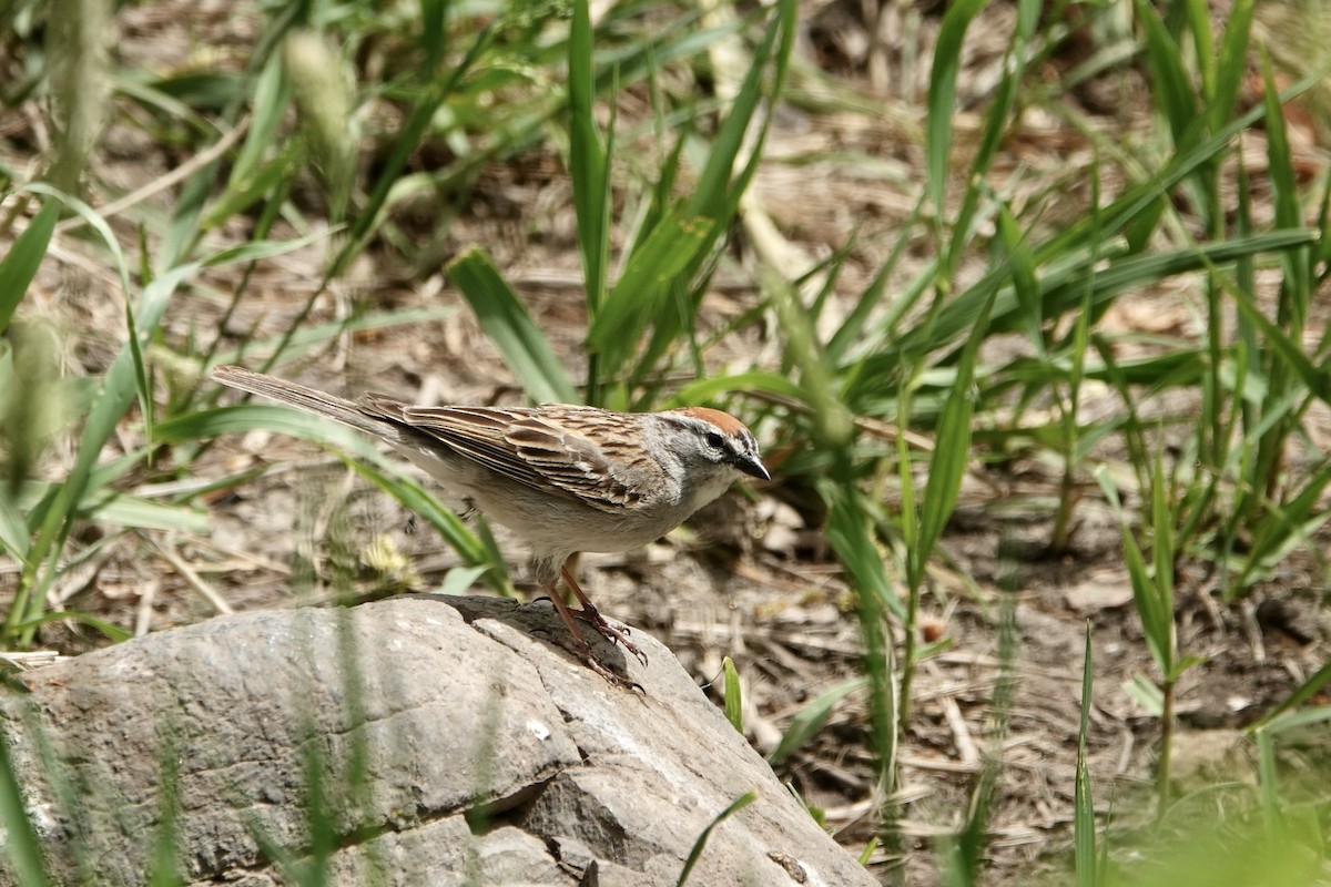 Chipping Sparrow - ML620156949