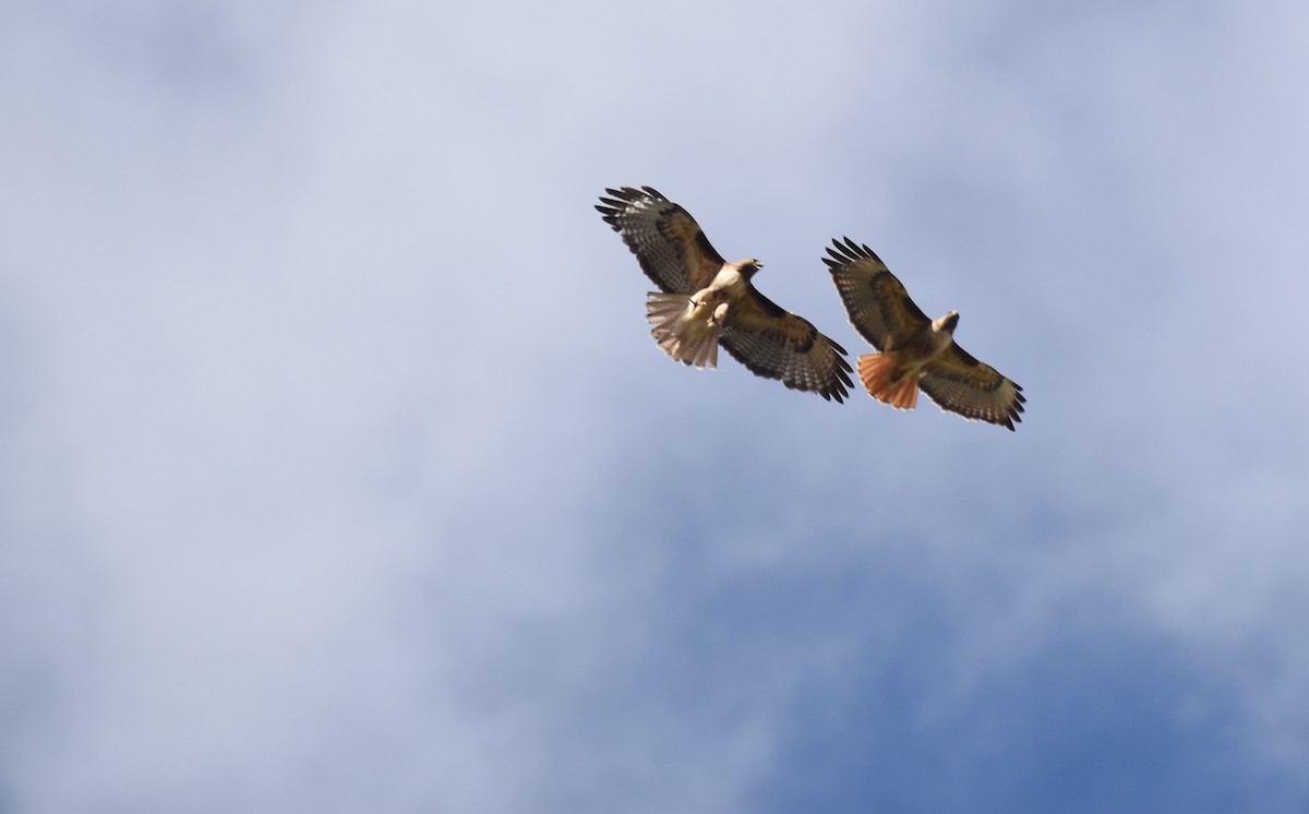 Red-tailed Hawk (calurus/alascensis) - Patrick McAtee