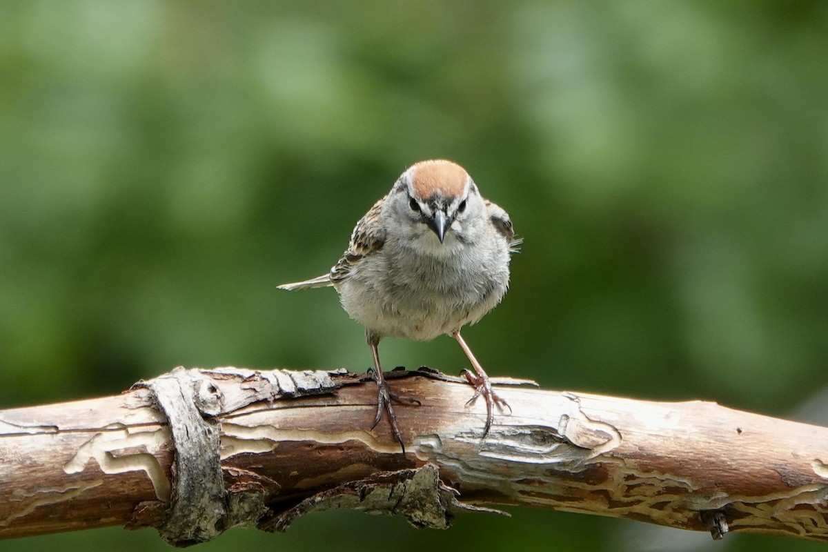 Chipping Sparrow - ML620156952