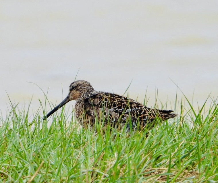 Long-billed Dowitcher - ML620156961