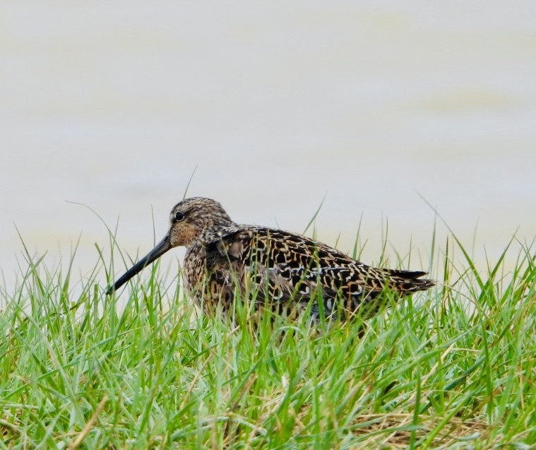 Bécassin à long bec - ML620156961