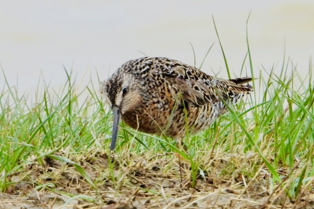 Long-billed Dowitcher - ML620156962