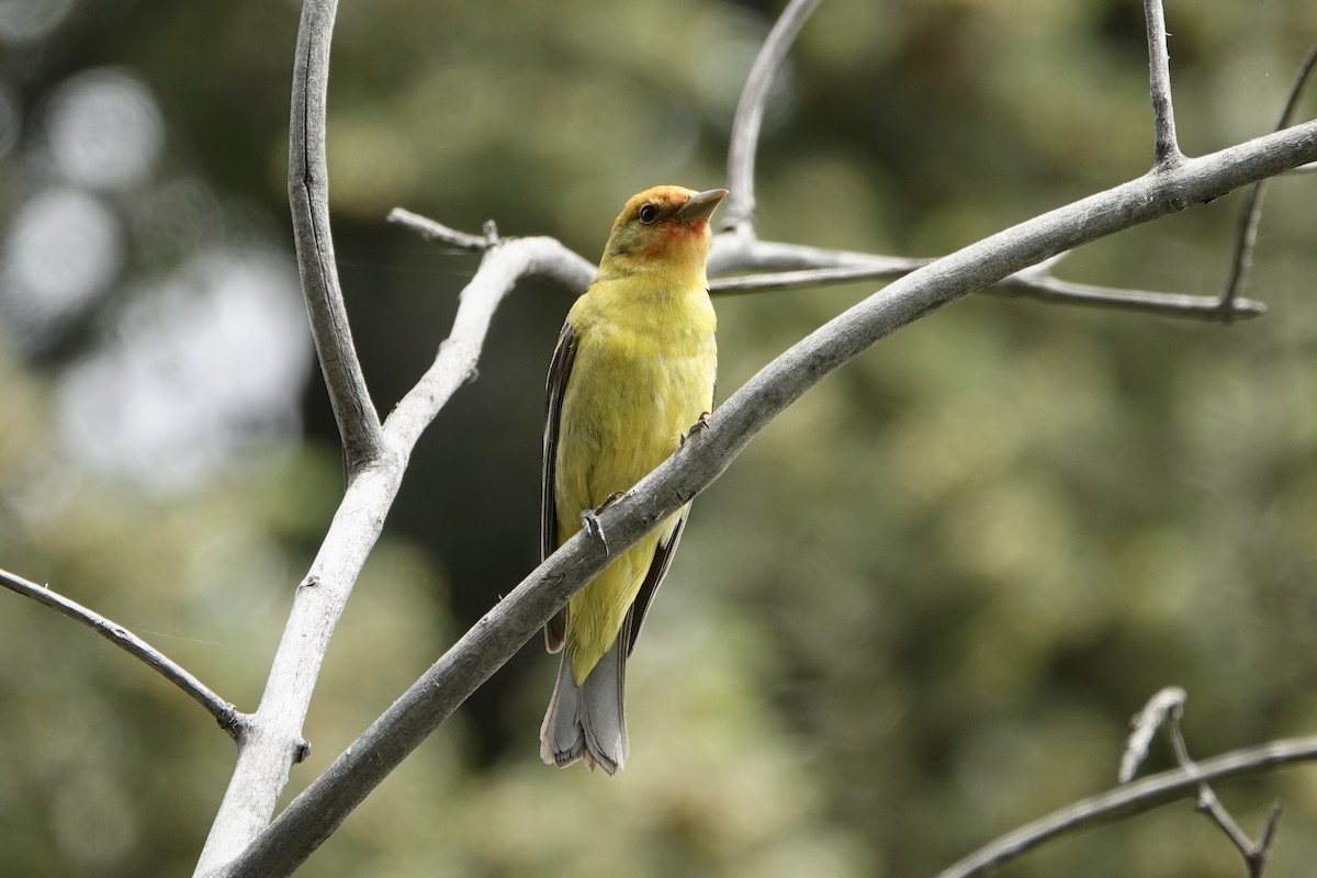 Western Tanager - ML620156968