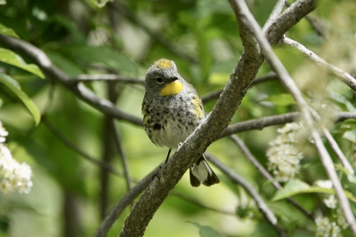 Yellow-rumped Warbler (Audubon's) - ML620156969