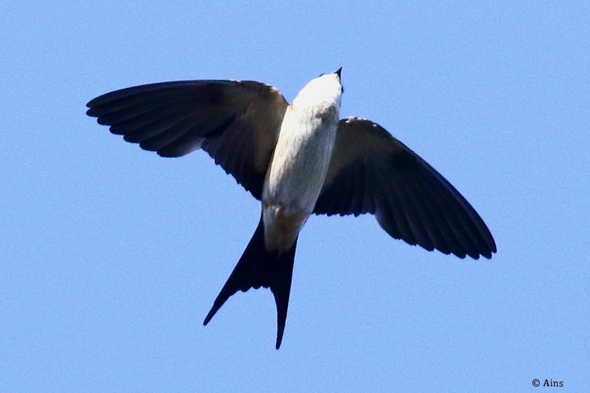 Red-rumped Swallow - ML620156973