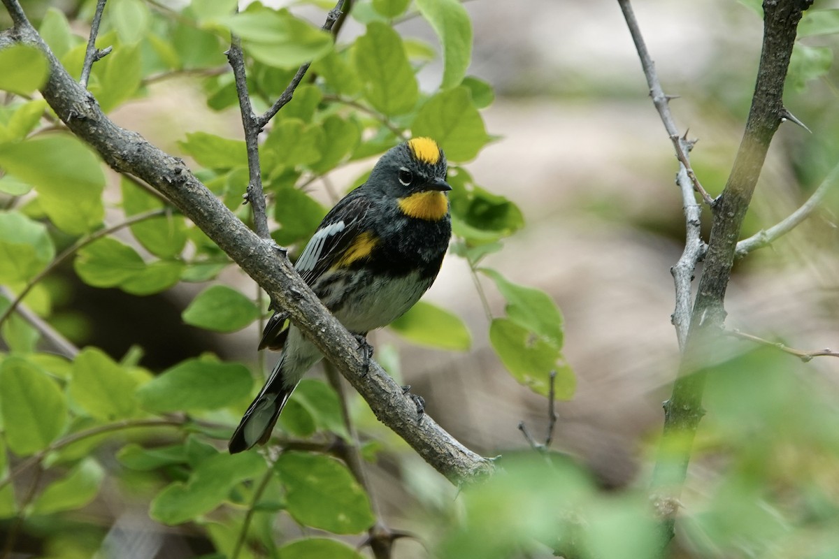 Yellow-rumped Warbler (Audubon's) - ML620156979