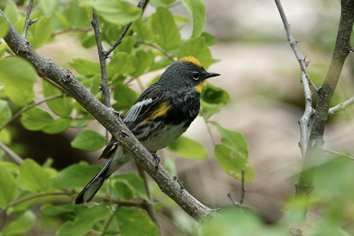 Yellow-rumped Warbler (Audubon's) - ML620156980