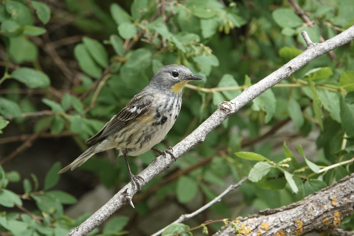 Yellow-rumped Warbler (Audubon's) - ML620156981