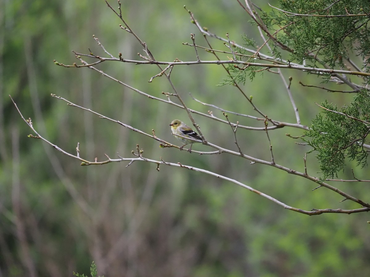 American Goldfinch - ML620156985