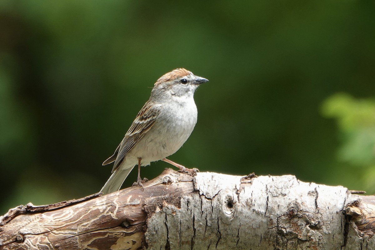 Chipping Sparrow - ML620156989