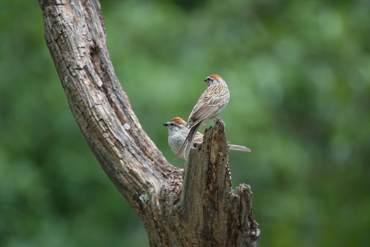 Chipping Sparrow - ML620156990