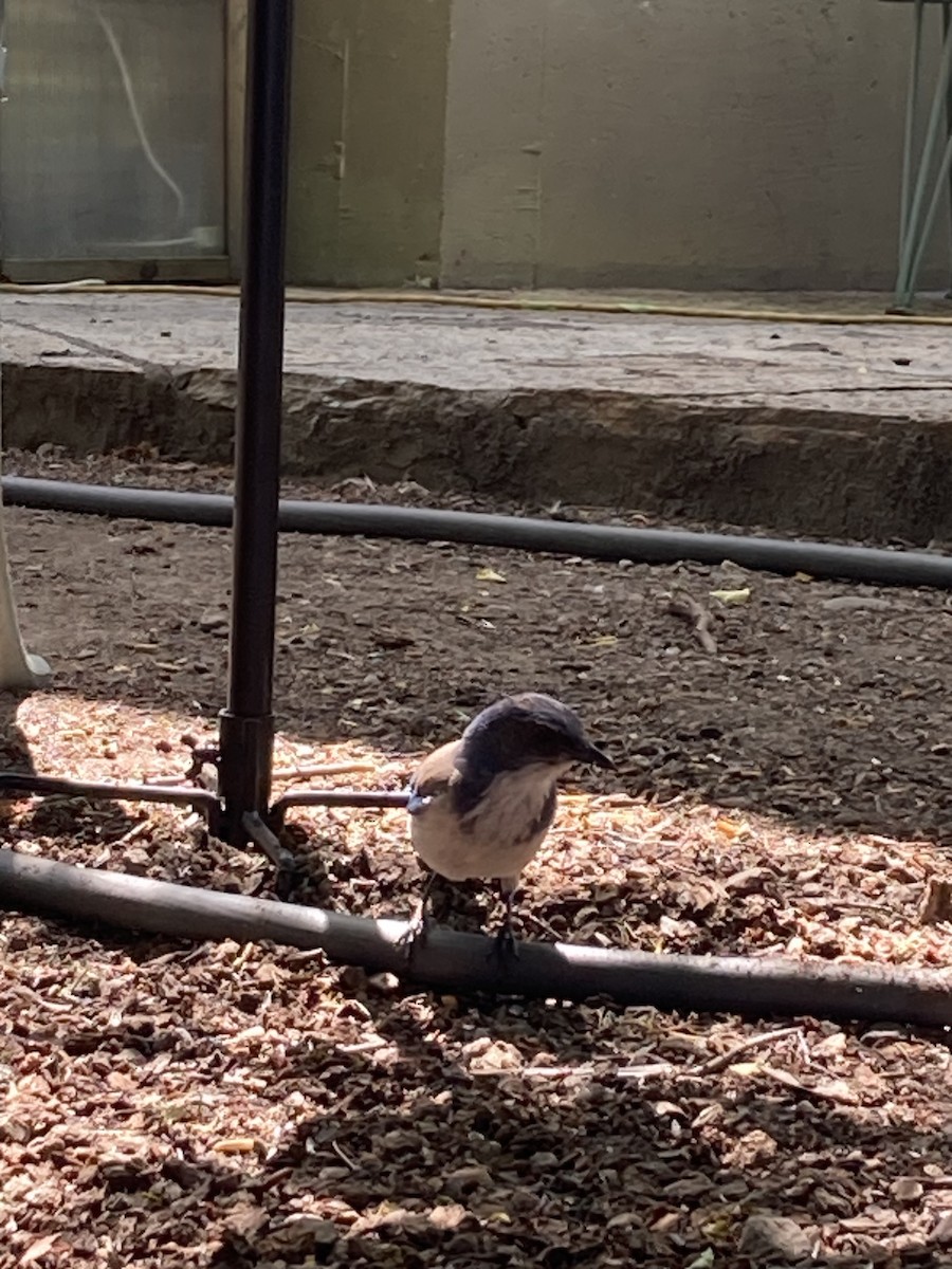 California Scrub-Jay - ML620157011