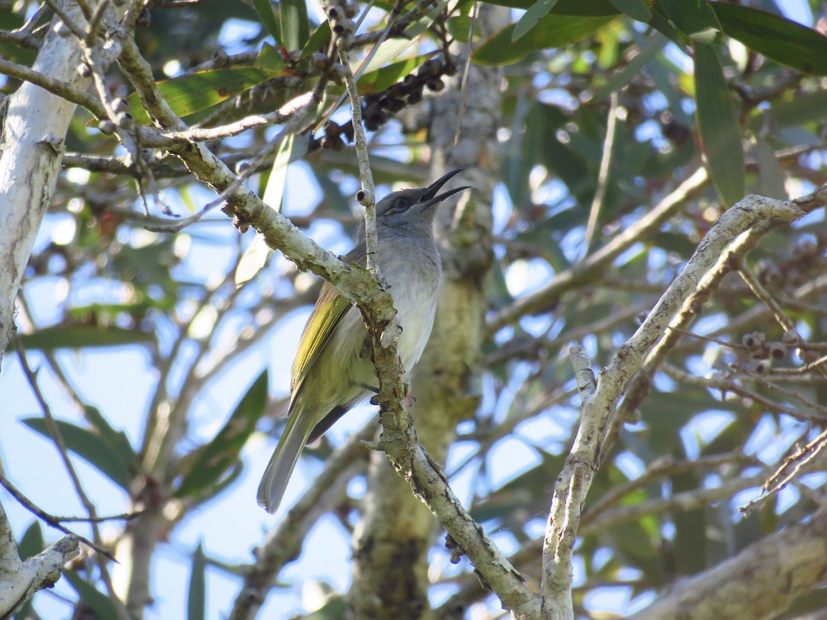 Brown Honeyeater - ML620157014