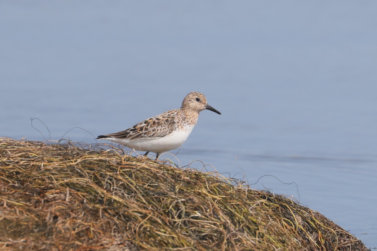 Sanderling - ML620157022