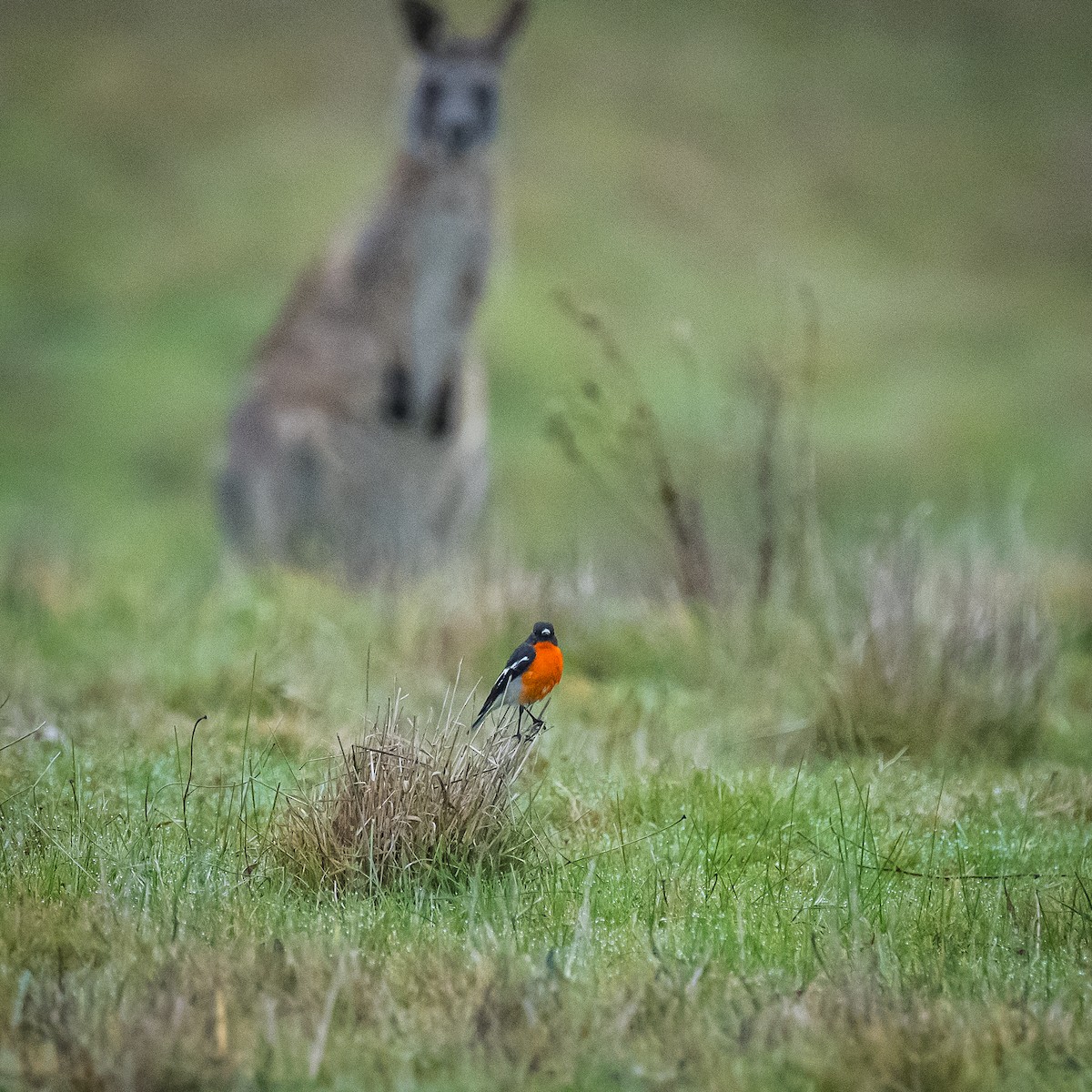 Flame Robin - ML620157023