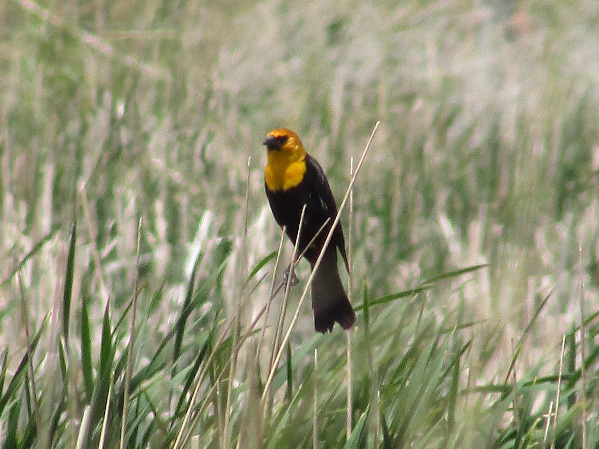 Yellow-headed Blackbird - ML620157025