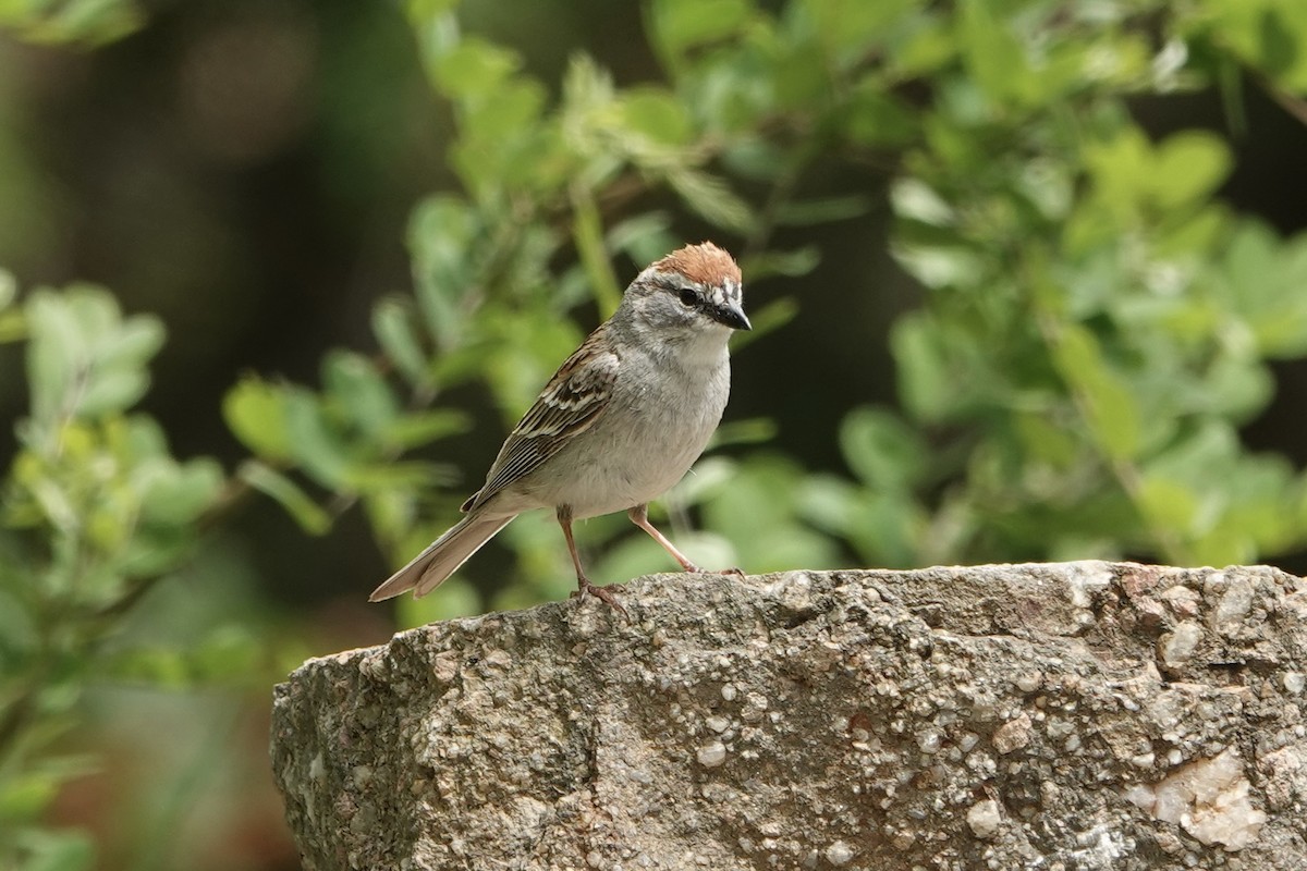 Chipping Sparrow - ML620157026