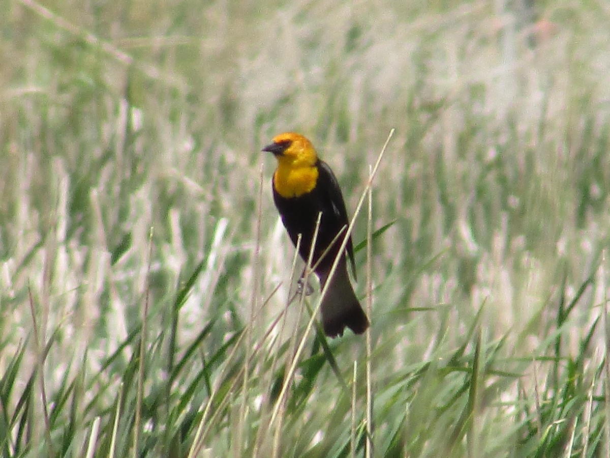 Yellow-headed Blackbird - ML620157027