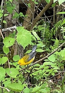 Prothonotary Warbler - ML620157060