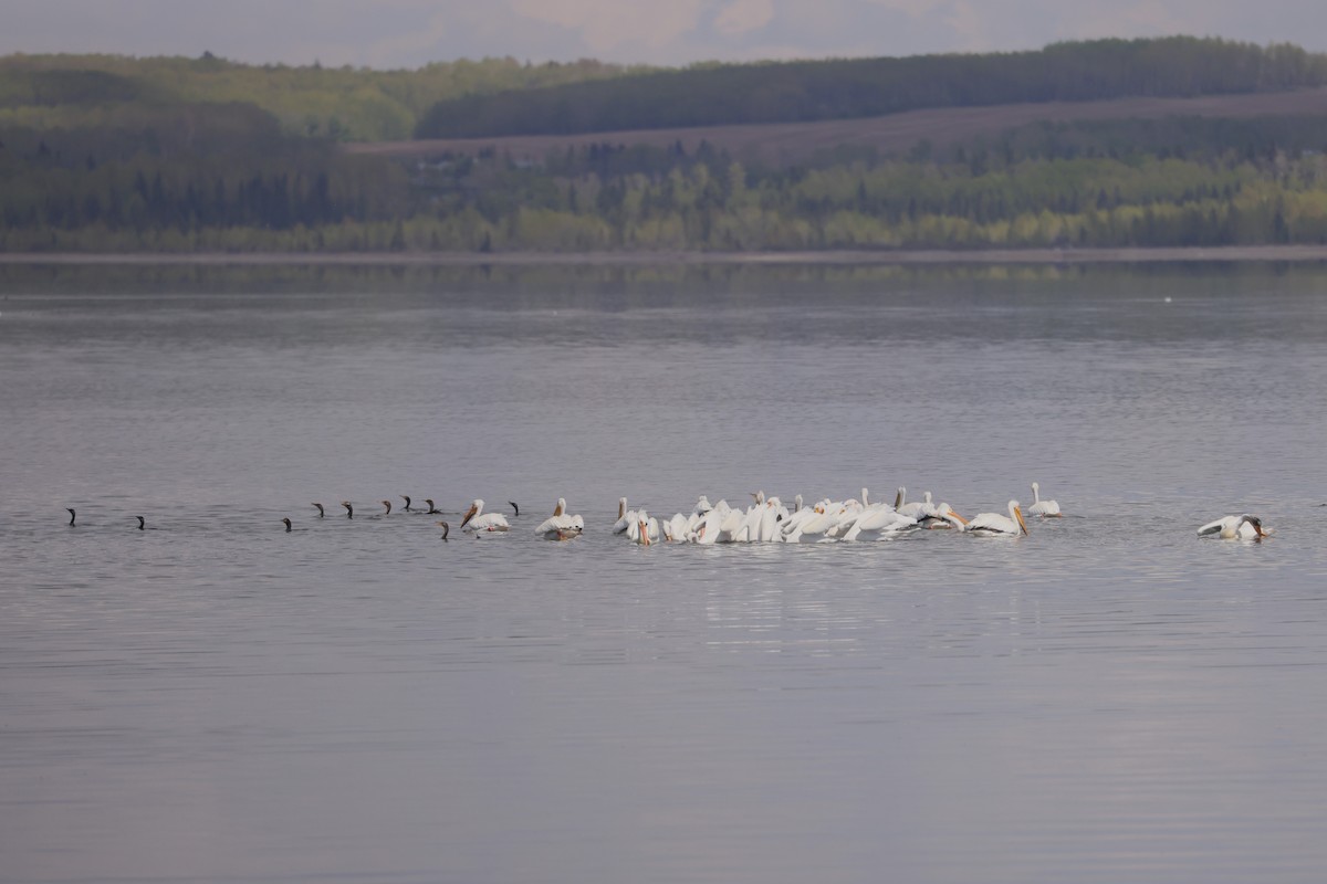 American White Pelican - ML620157088